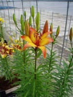 [1623 Giraffe No02.JPG]